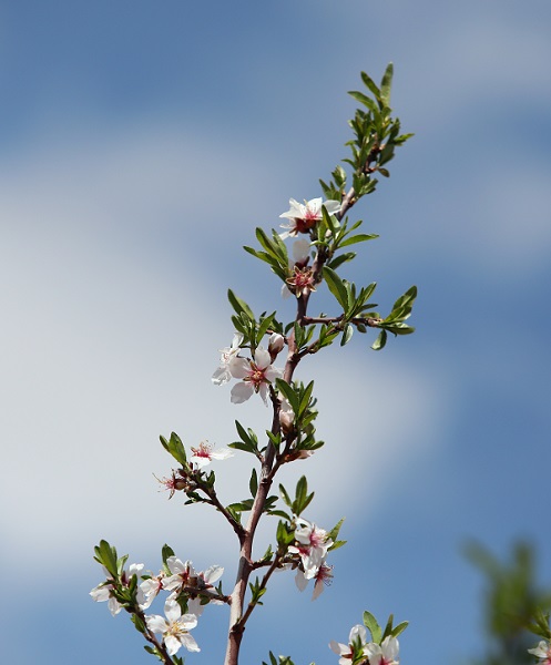 Foto - Badem ağaçları çiçek açtı, yüzler güldü