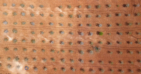 Foto - Badem ağaçları çiçek açtı, yüzler güldü