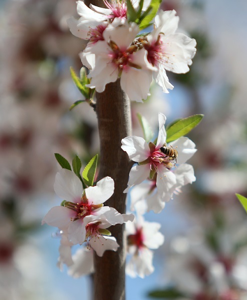 Foto - Badem ağaçları çiçek açtı, yüzler güldü