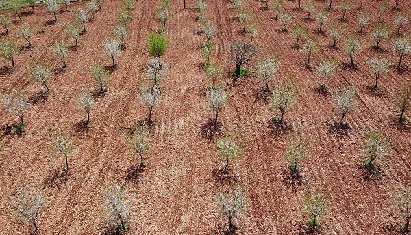 Foto - Badem ağaçları çiçek açtı, yüzler güldü