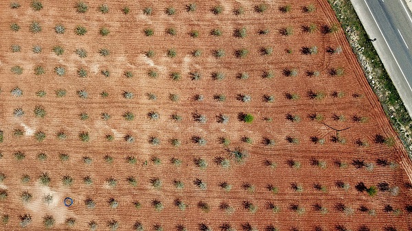 Foto - Badem ağaçları çiçek açtı, yüzler güldü