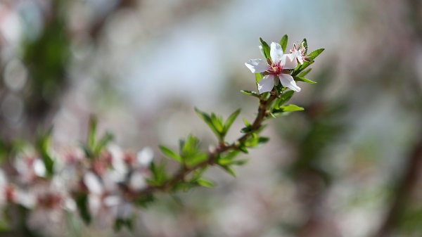 Foto - Badem ağaçları çiçek açtı, yüzler güldü