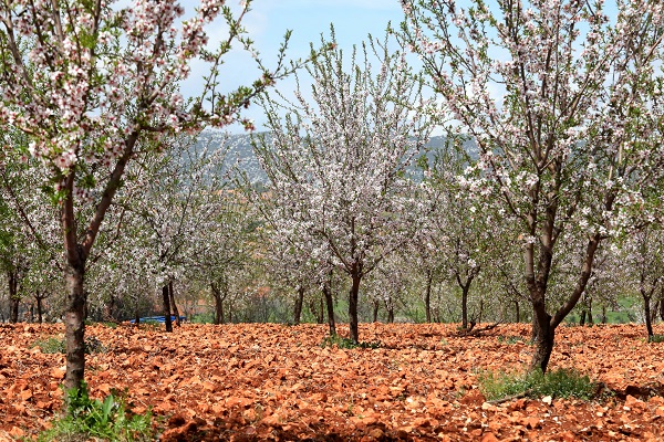 Foto - Badem ağaçları çiçek açtı, yüzler güldü