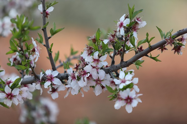 Foto - Badem ağaçları çiçek açtı, yüzler güldü