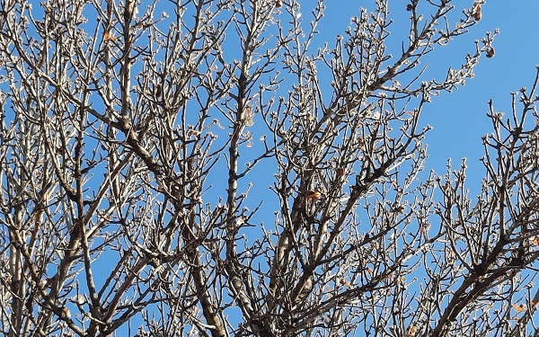 Foto - Badem ağaçları yalancı bahara inandı! 