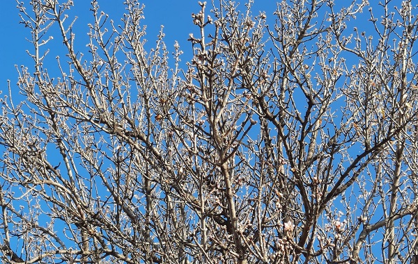 Badem ağaçları yalancı bahara inandı! 
