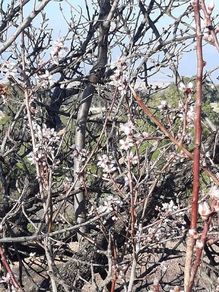 Foto - Badem ağaçları yalancı bahara inandı! 
