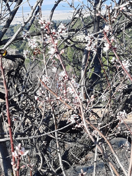Foto - Badem ağaçları yalancı bahara inandı! 
