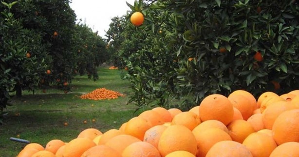 Foto - BAE bu kez resmen çıldırdı!  2 bin ton satın almak için Türkiye'nin kapısını çaldılar