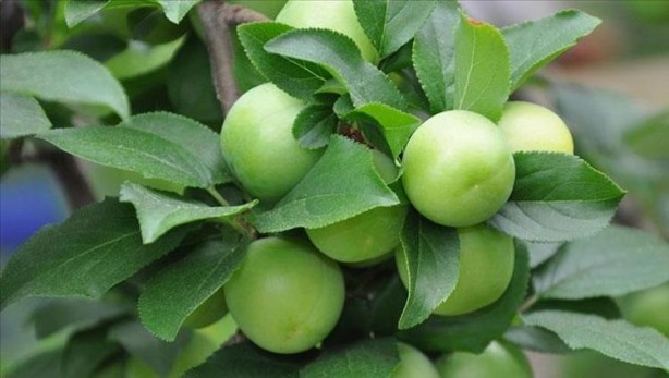 Foto - Bağırsakları fokur fokur çalıştırıyor! Bu tarifi içen kabızlık nedir bilmiyor