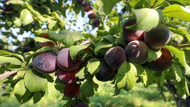 Foto - Bağırsakları fokur fokur çalıştırıyor! Bu tarifi içen kabızlık nedir bilmiyor