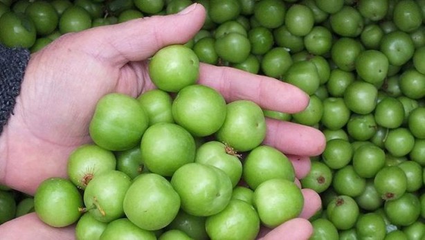 Foto - Bağırsakları fokur fokur çalıştırıyor! Bu tarifi içen kabızlık nedir bilmiyor