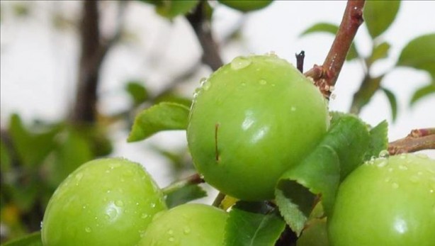 Foto - Bağırsakları fokur fokur çalıştırıyor! Bu tarifi içen kabızlık nedir bilmiyor