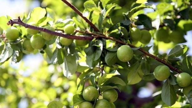 Foto - Bağırsakları fokur fokur çalıştırıyor! Bu tarifi içen kabızlık nedir bilmiyor