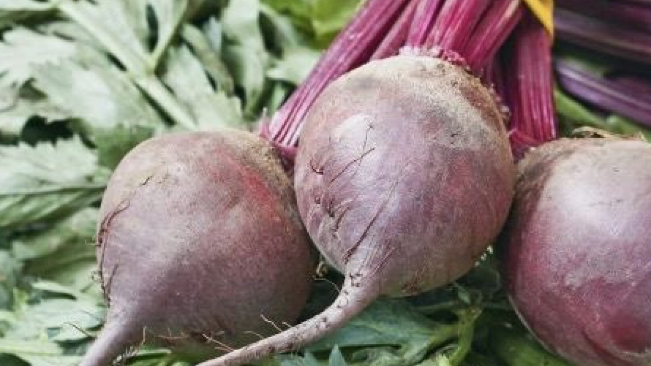 Bağırsakların süpürgesi o sebze! Kabızlığında reçetesi, hücrelerin formatı: Şifa olacak kökten gelen besin