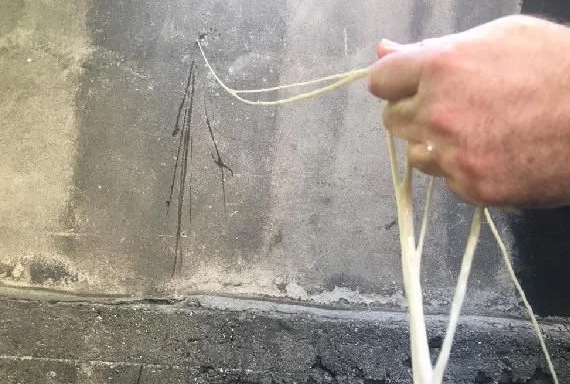 Foto - Bağırsaktan yapıyor! Avrupa'dan talep yağıyor