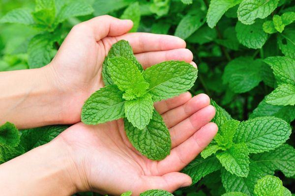 Foto - Bağışıklık sisteminden sindirim sistemine: Bitki karışımı: Naneli yoğurdun faydaları nelerdir? Vitamini gram eksilmiyor