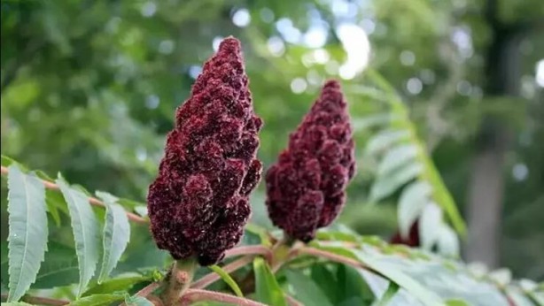 Bağışıklık sistemini çelik gibi yapıyor, faydalarını duyan bardak bardak içiyor