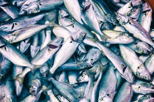 Foto - Bağışıklık sistemini güçlendiren besinler