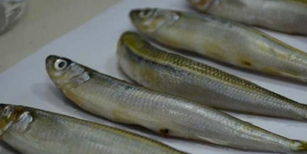 Foto - Bağışıklık sistemini güçlendiren tarif! Bağışıklık sistemini ne güçlendirir? 