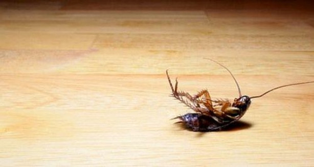 Foto - Bahar alerjisinden nasıl korunulur?