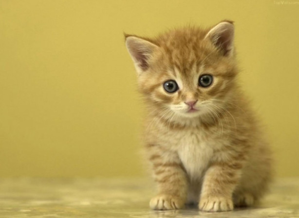 Foto - Bahar alerjisinden nasıl korunulur?