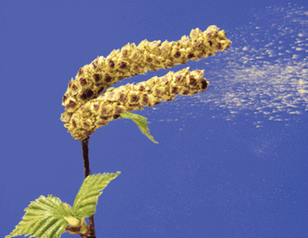 Foto - Bahar alerjisinden nasıl korunulur?