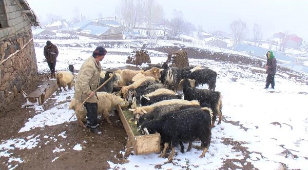 Bahar beklenirken kış bastırdı! Yaylaya çıkan hayvanların karla mücadelesi