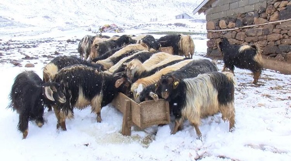 Foto - Bahar beklenirken kış bastırdı! Yaylaya çıkan hayvanların karla mücadelesi