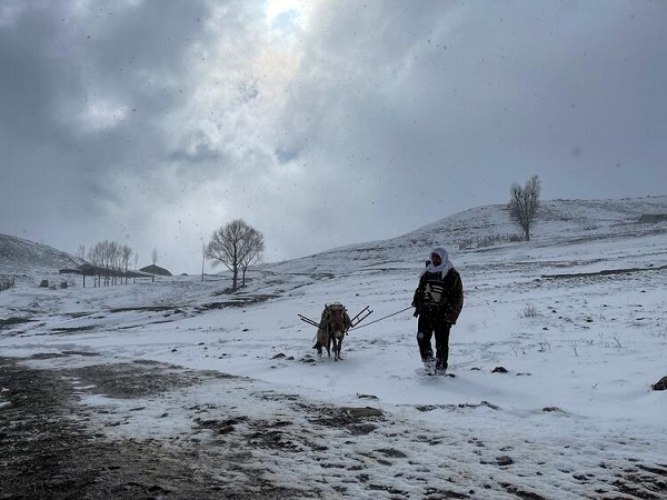 Foto - Bahar beklenirken kış bastırdı! Yaylaya çıkan hayvanların karla mücadelesi