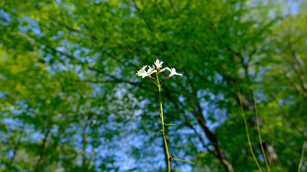Foto - Bahar geldi doğa canlandı! Burası İstanbul’a birkaç saat uzaklıkta