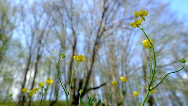 Bahar geldi doğa canlandı! Burası İstanbul’a birkaç saat uzaklıkta