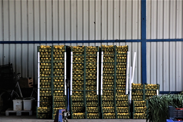 Foto - Bahar hareketliliği başladı... Fiyatlar yüzde 50 azaldı