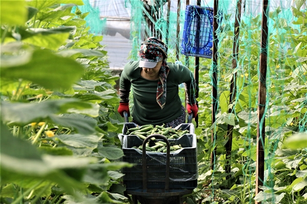 Foto - Bahar hareketliliği başladı... Fiyatlar yüzde 50 azaldı