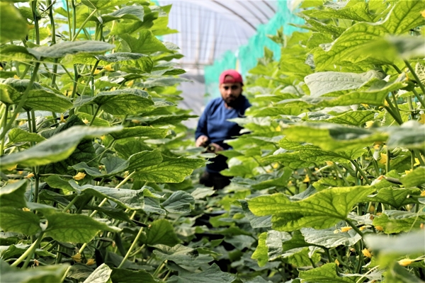 Foto - Bahar hareketliliği başladı... Fiyatlar yüzde 50 azaldı