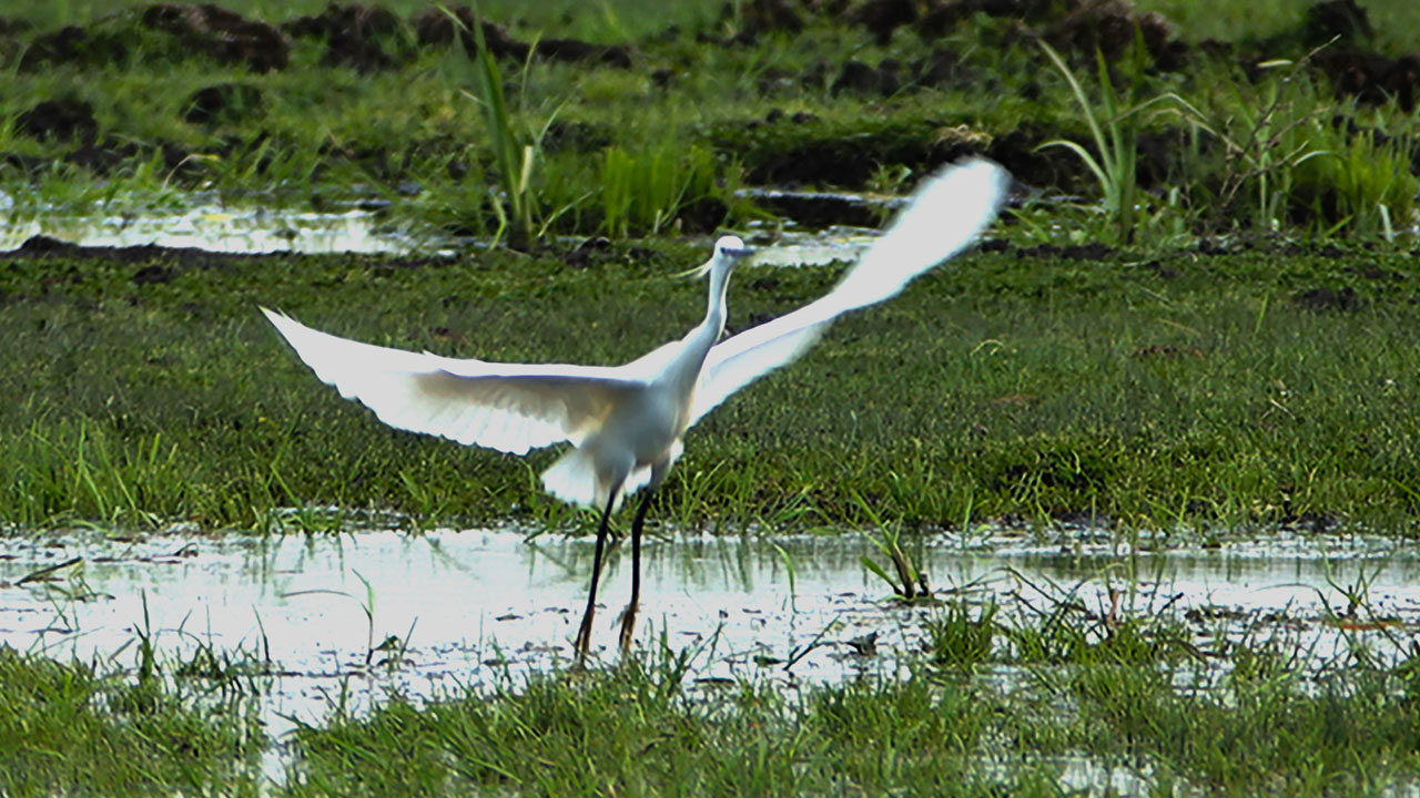 Foto - Bahar tüm güzelliğiyle geldi! O ilimizde belgeselleri aratmayan görüntüler kaydedildi