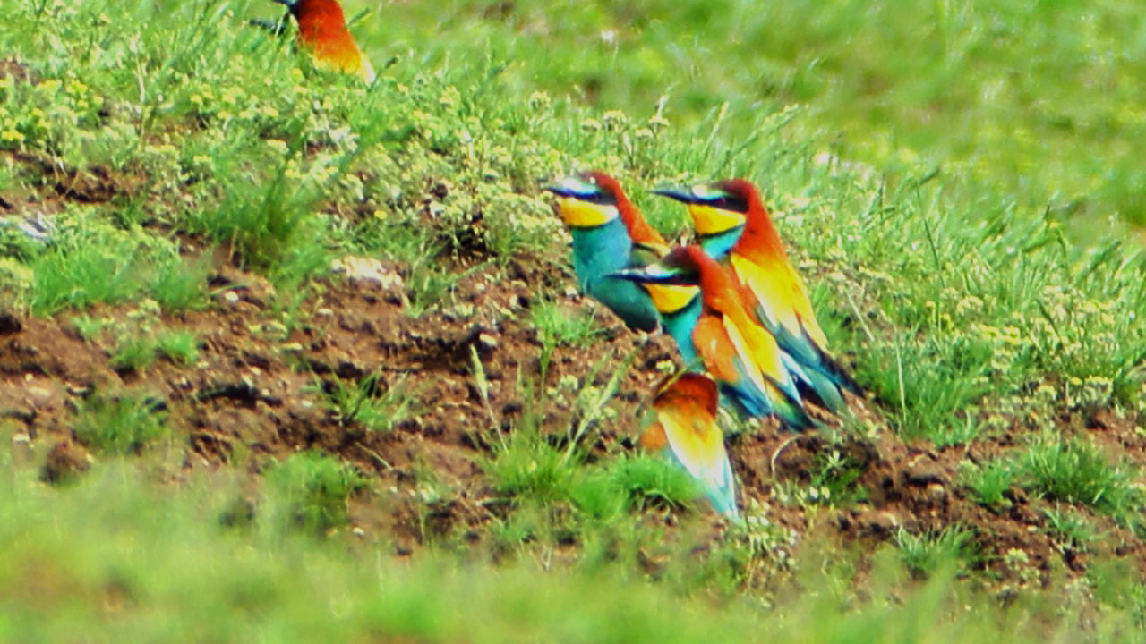 Foto - Bahar tüm güzelliğiyle geldi! O ilimizde belgeselleri aratmayan görüntüler kaydedildi