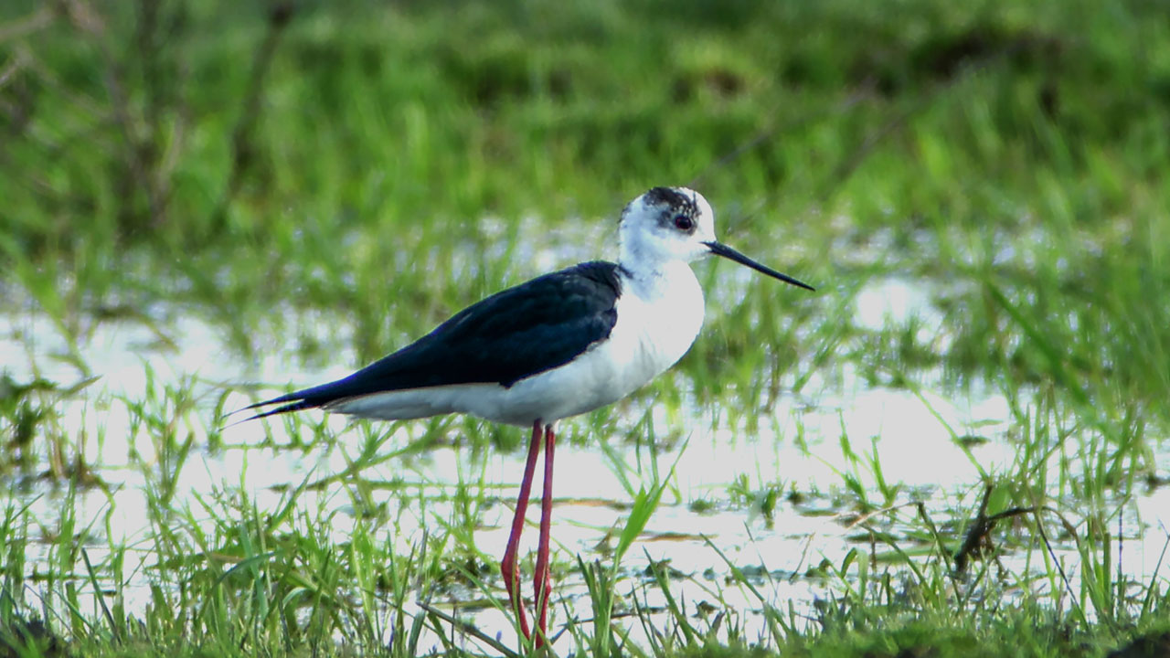 Foto - Bahar tüm güzelliğiyle geldi! O ilimizde belgeselleri aratmayan görüntüler kaydedildi