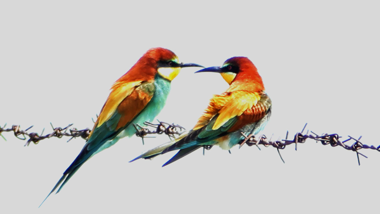 Foto - Bahar tüm güzelliğiyle geldi! O ilimizde belgeselleri aratmayan görüntüler kaydedildi