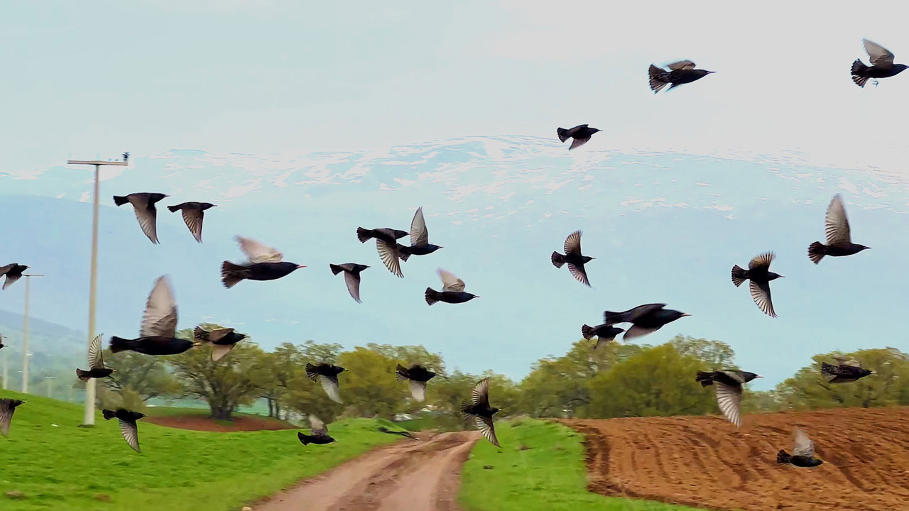 Foto - Bahar tüm güzelliğiyle geldi! O ilimizde belgeselleri aratmayan görüntüler kaydedildi