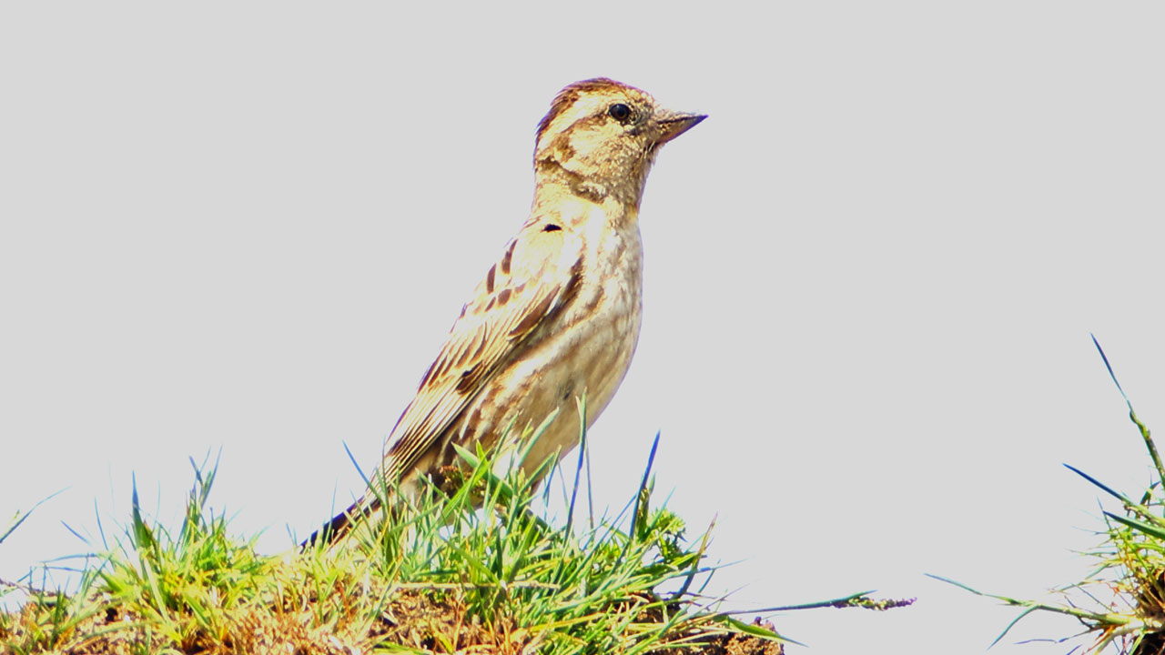 Foto - Bahar tüm güzelliğiyle geldi! O ilimizde belgeselleri aratmayan görüntüler kaydedildi