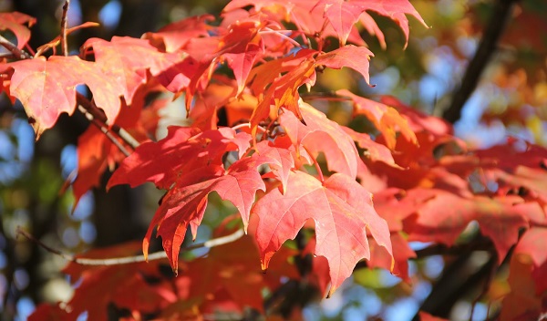 Foto - Baharda şikayetler arttı! İşte, uykusuzluğa en iyi gelen ilaç