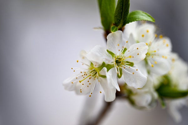 Foto - Baharın gelişiyle doğa canlandı