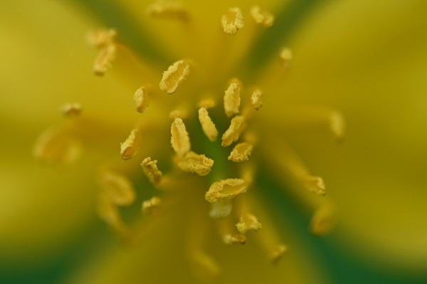 Foto - Baharın gelişiyle doğa canlandı