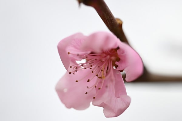 Foto - Baharın gelişiyle doğa canlandı