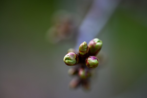 Foto - Baharın gelişiyle doğa canlandı