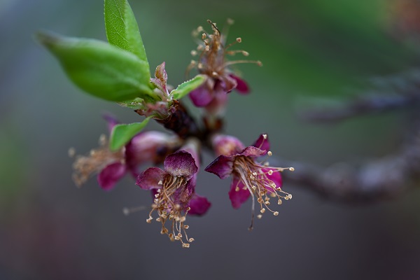 Foto - Baharın gelişiyle doğa canlandı