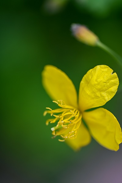 Foto - Baharın gelişiyle doğa canlandı