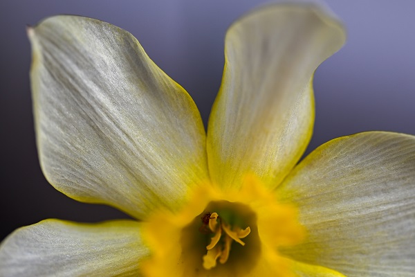 Foto - Baharın gelişiyle doğa canlandı