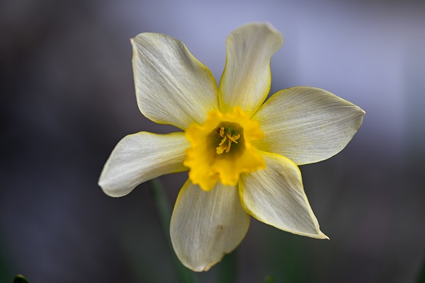Foto - Baharın gelişiyle doğa canlandı